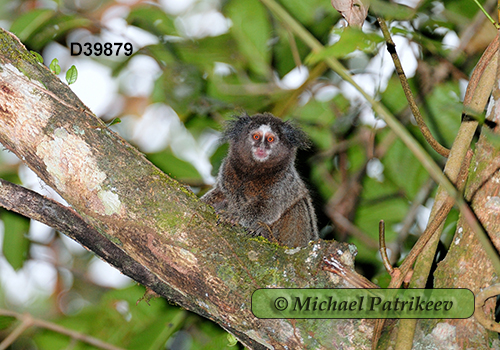 Black-tufted Marmoset (Callithrix penicillata)